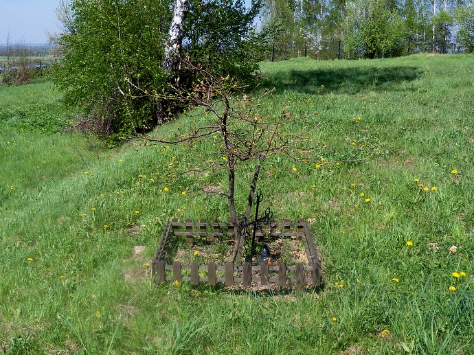 Dąb Papieski, posadzony na pamiątkę 1 rocznicy śmierci Ojca Świętego Jana Pawła II